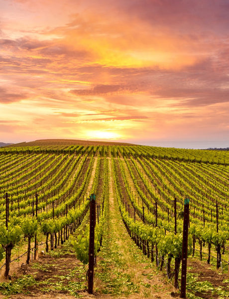 The Perfect Girls Weekend Getaway to Napa Valley